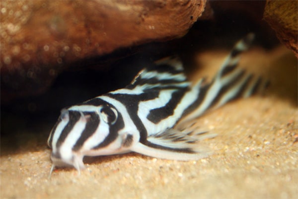De Zebrameerval, een prachtige verschijning in het aquarium