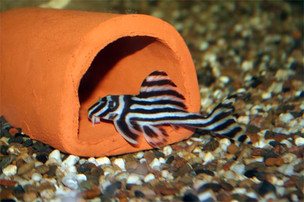 De Zebrameerval, een prachtige verschijning in het aquarium