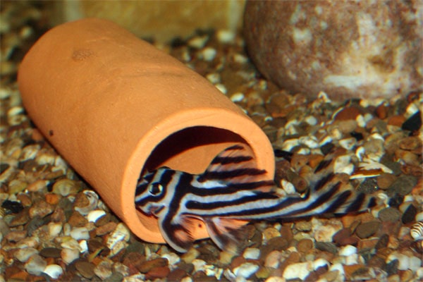 De Zebrameerval, een prachtige verschijning in het aquarium